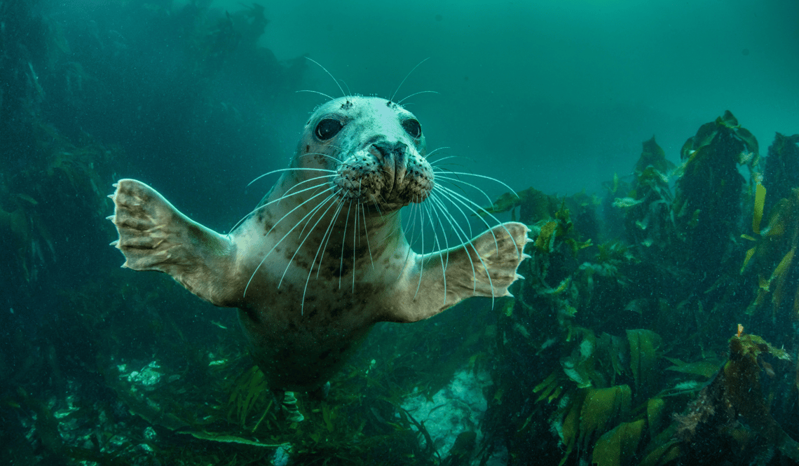 Baby seal underwater