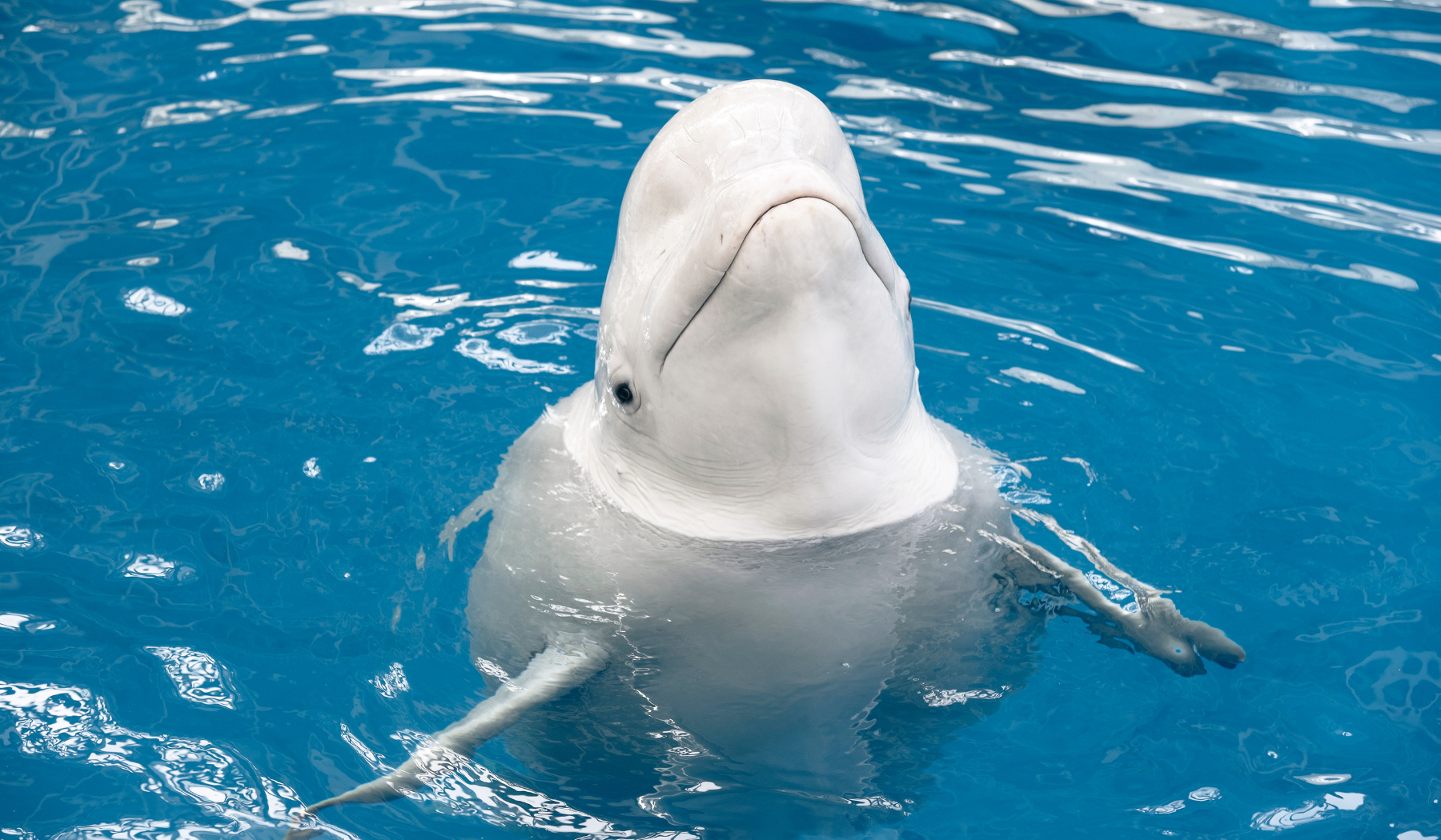 Beluga Whale