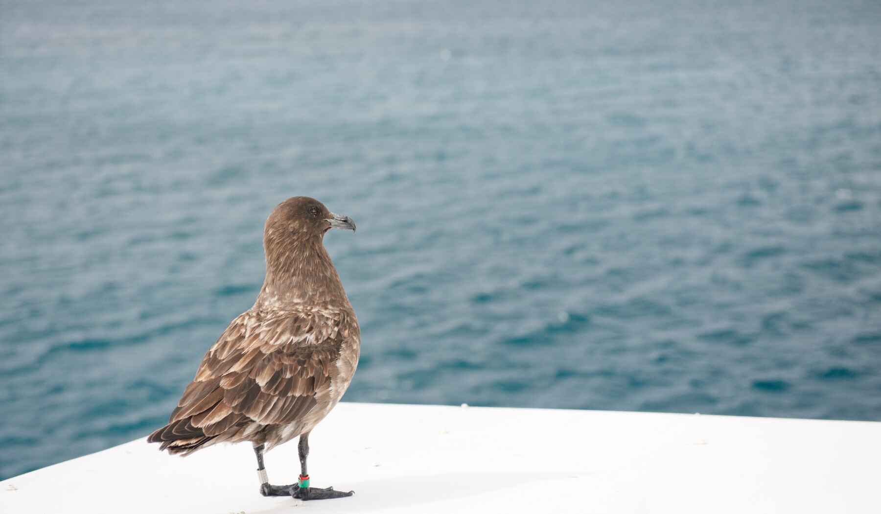 Antarctic Petrels (2)