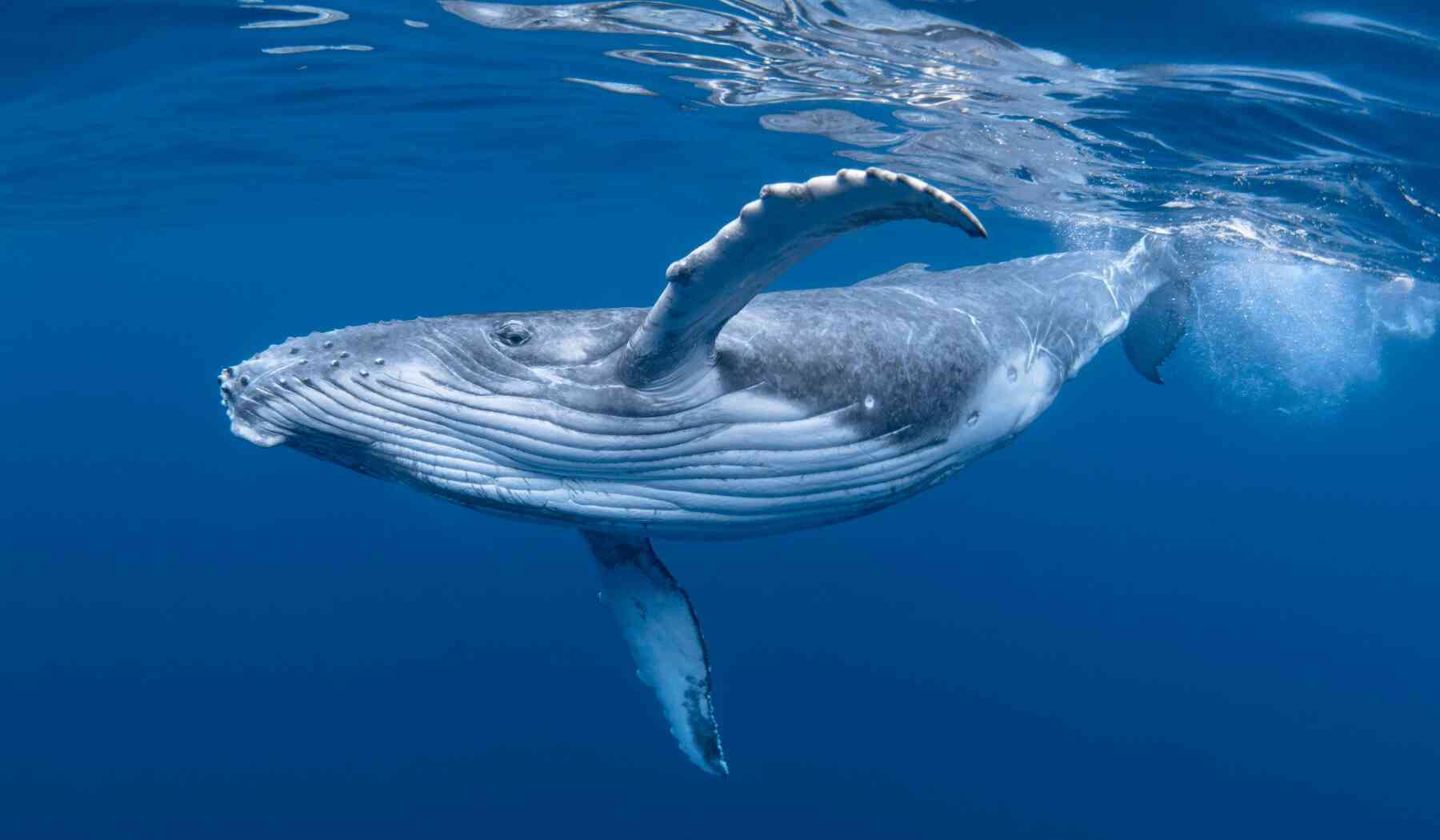 Blue Whale