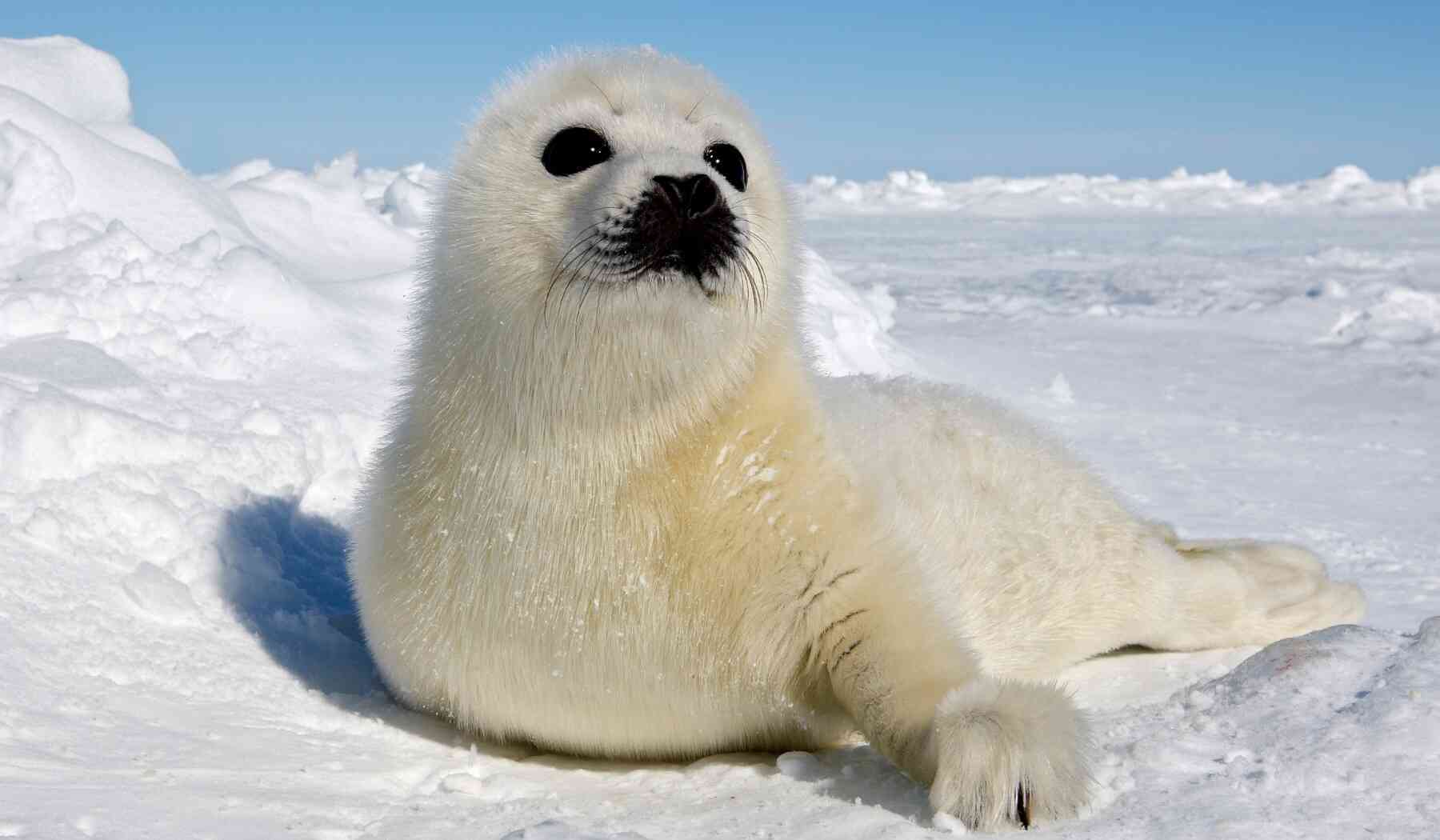 Harp Seal