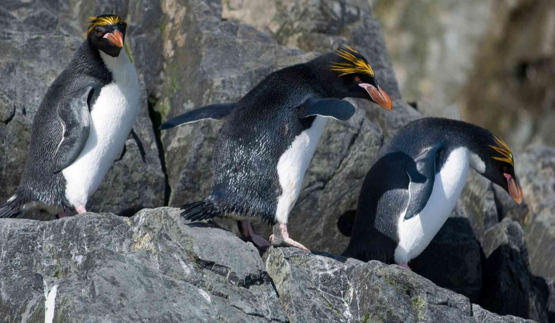 Macaroni Penguins