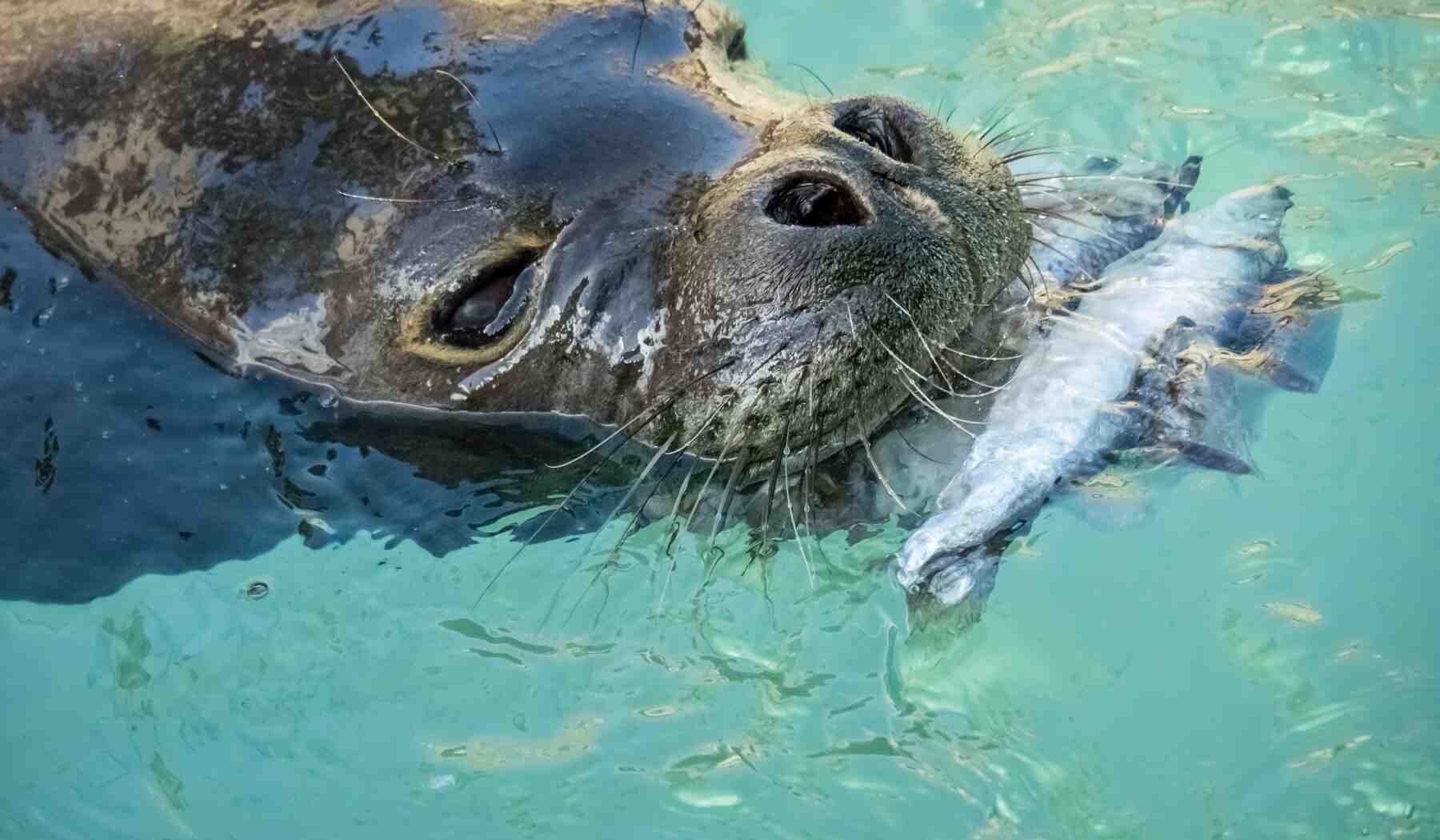 Seal eating fish