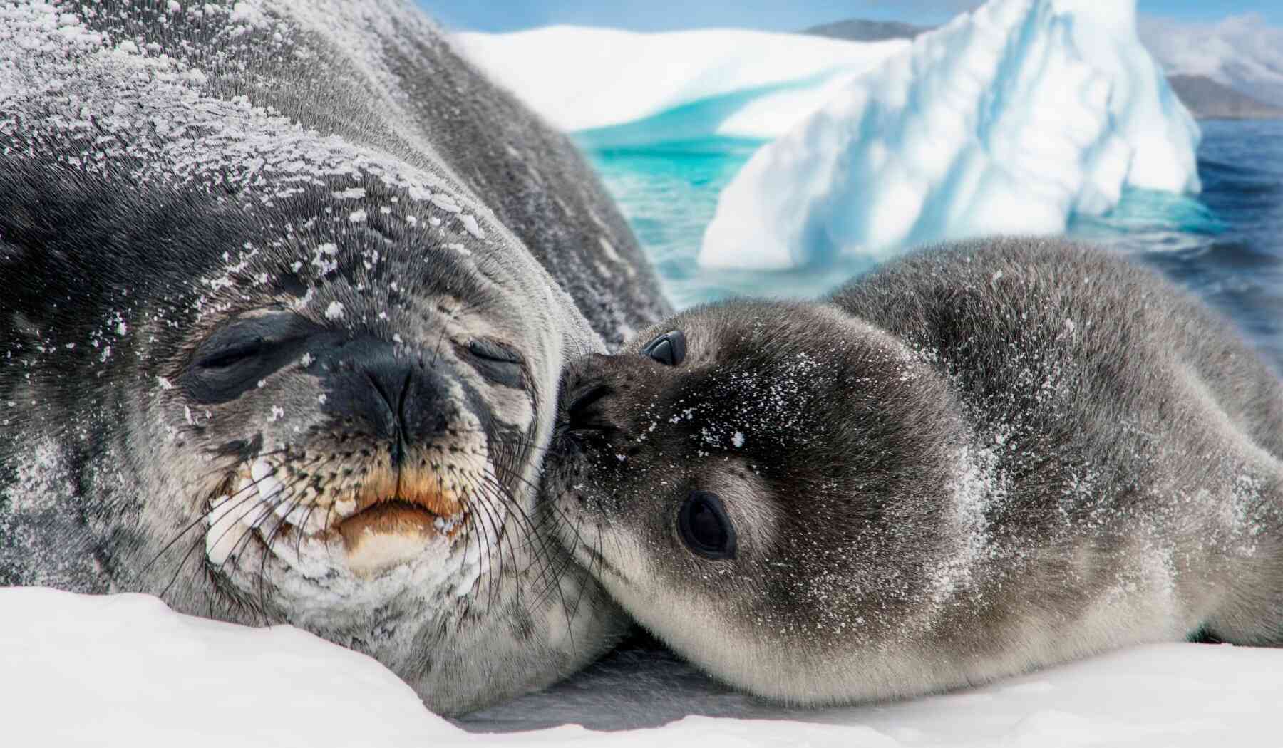 Seals