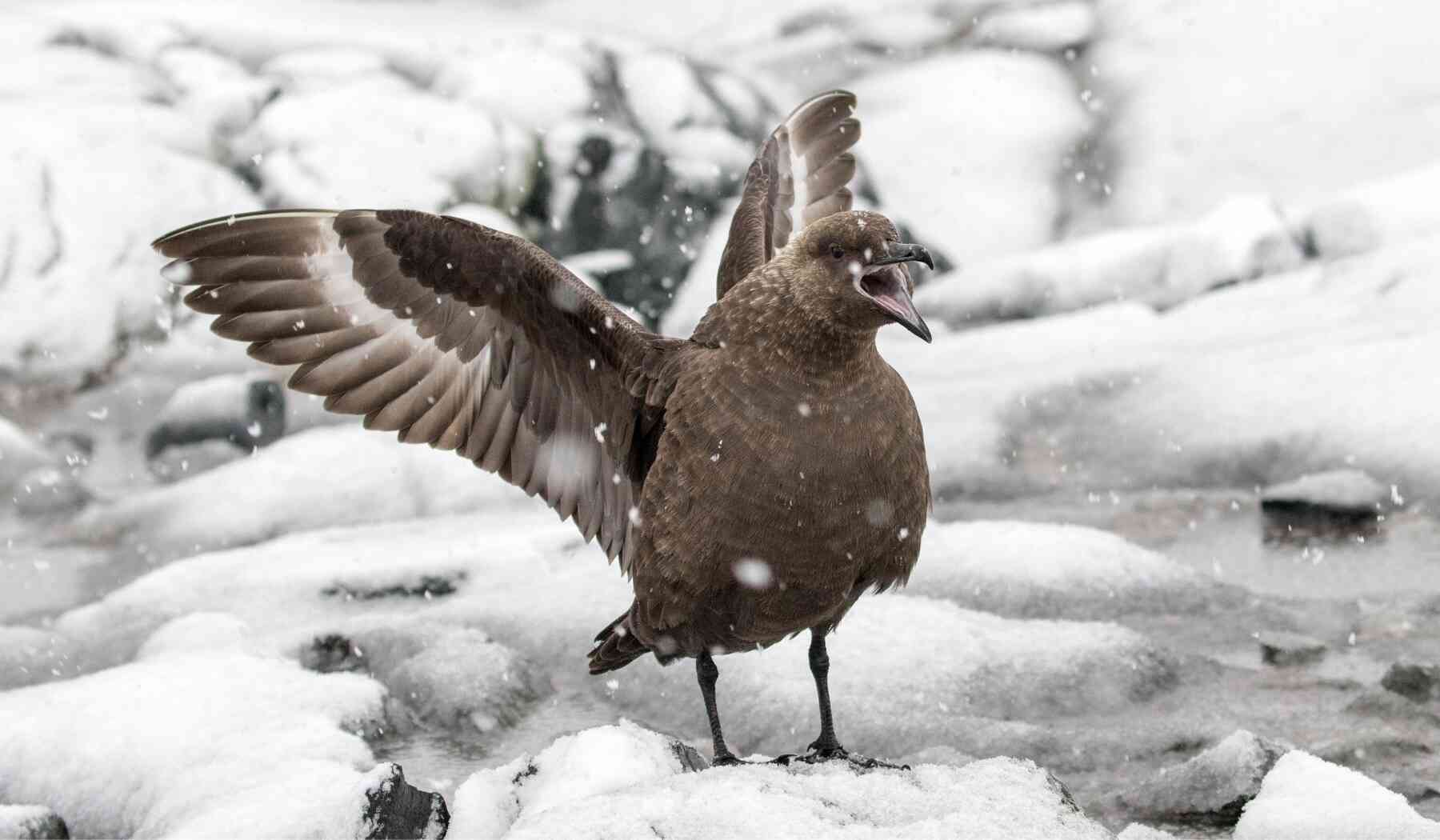 South Polar Skuas