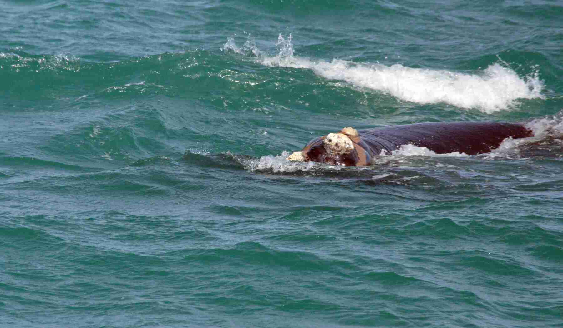 Southern Right whale