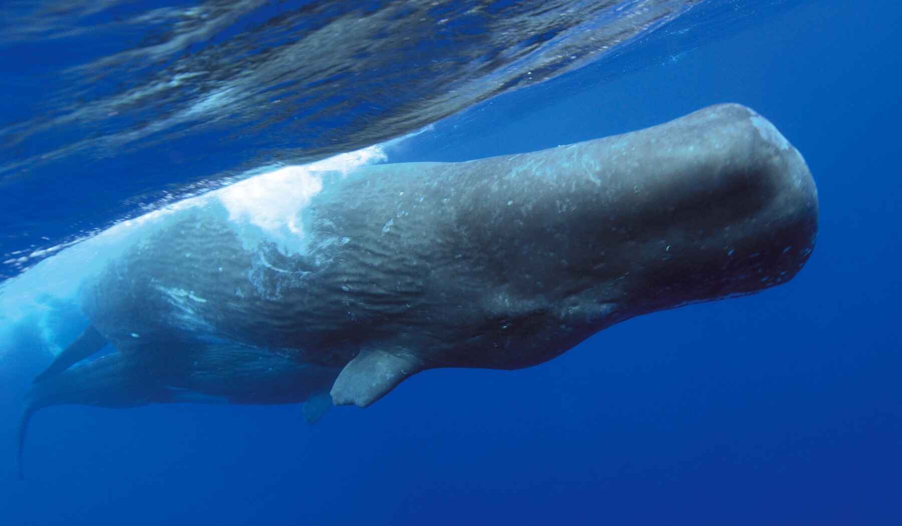 Sperm whale