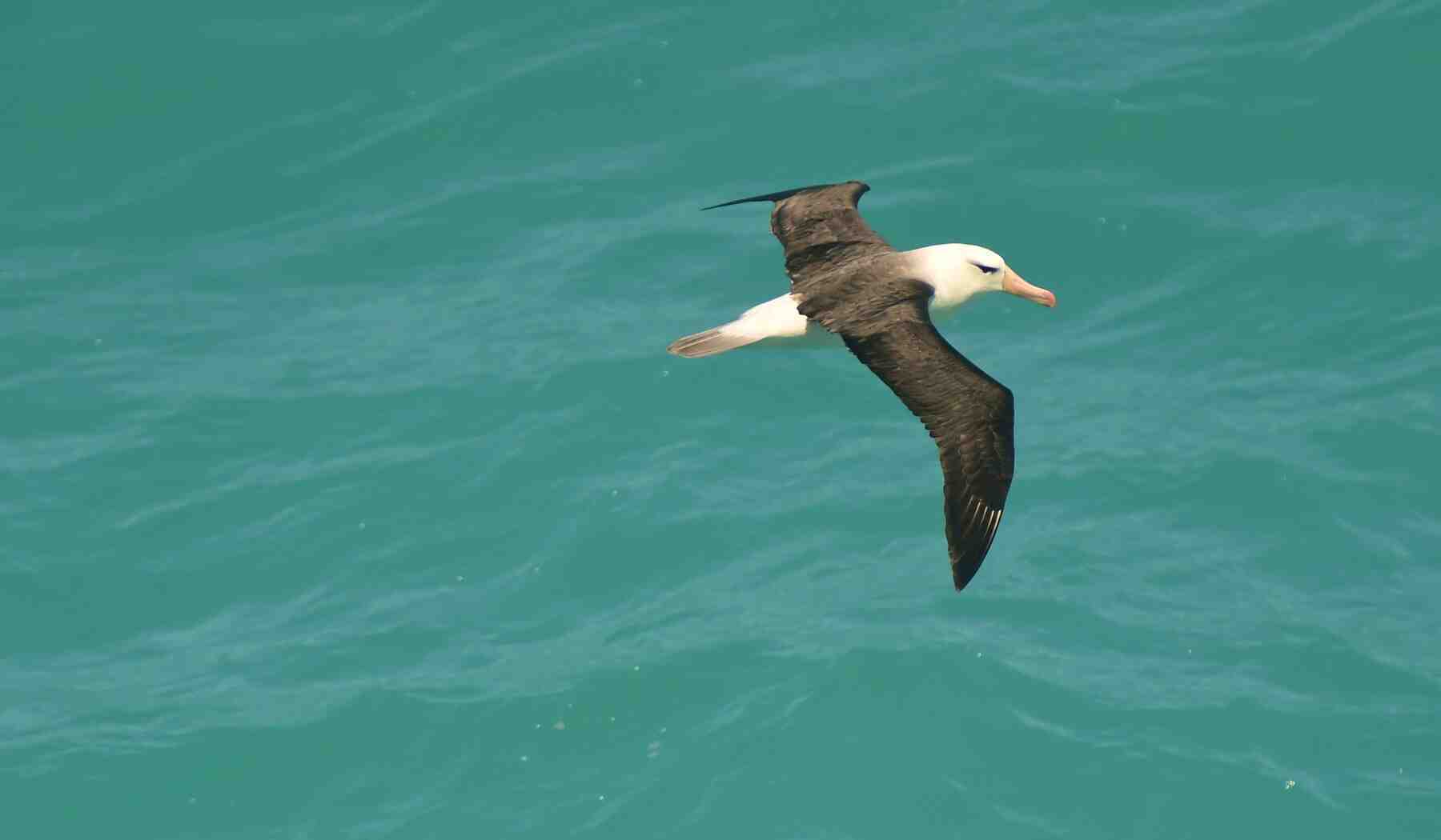 Wandering albatross