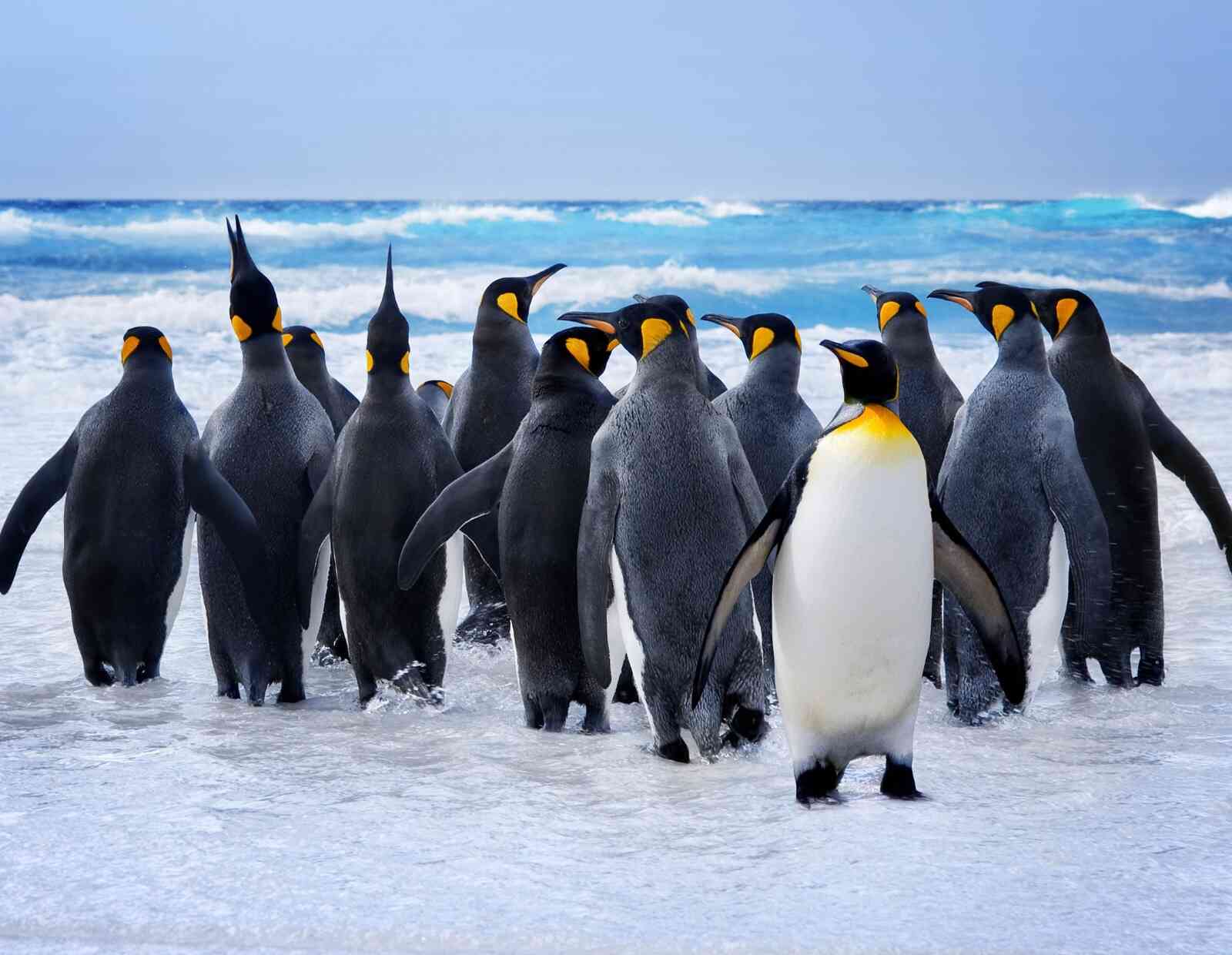 king penguin