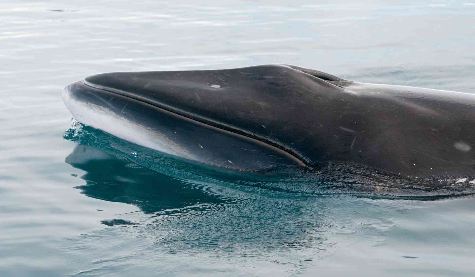 minke whale