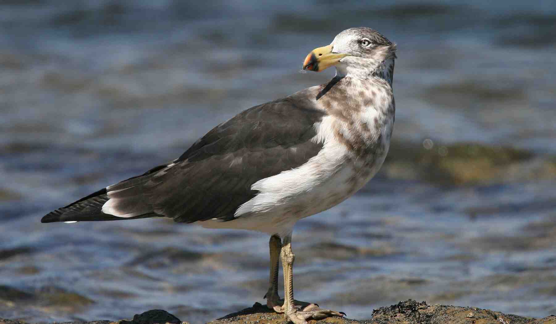 pomarine jaeger