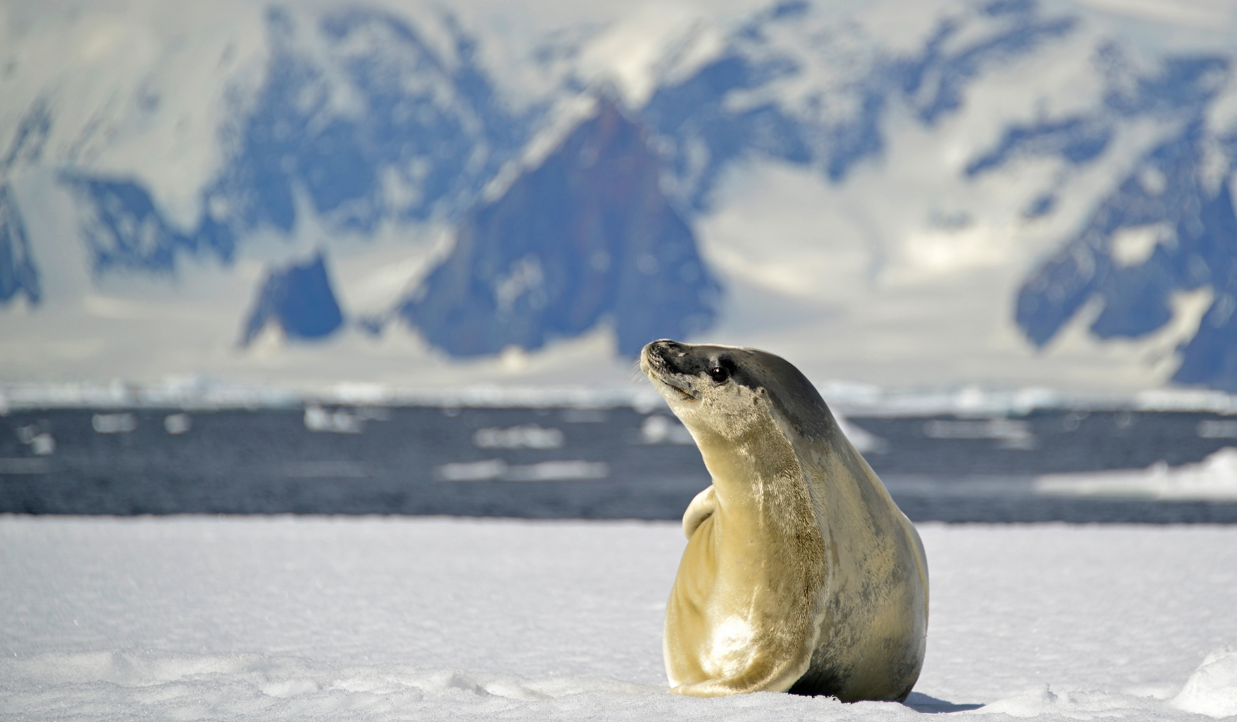 Crabeater Seal