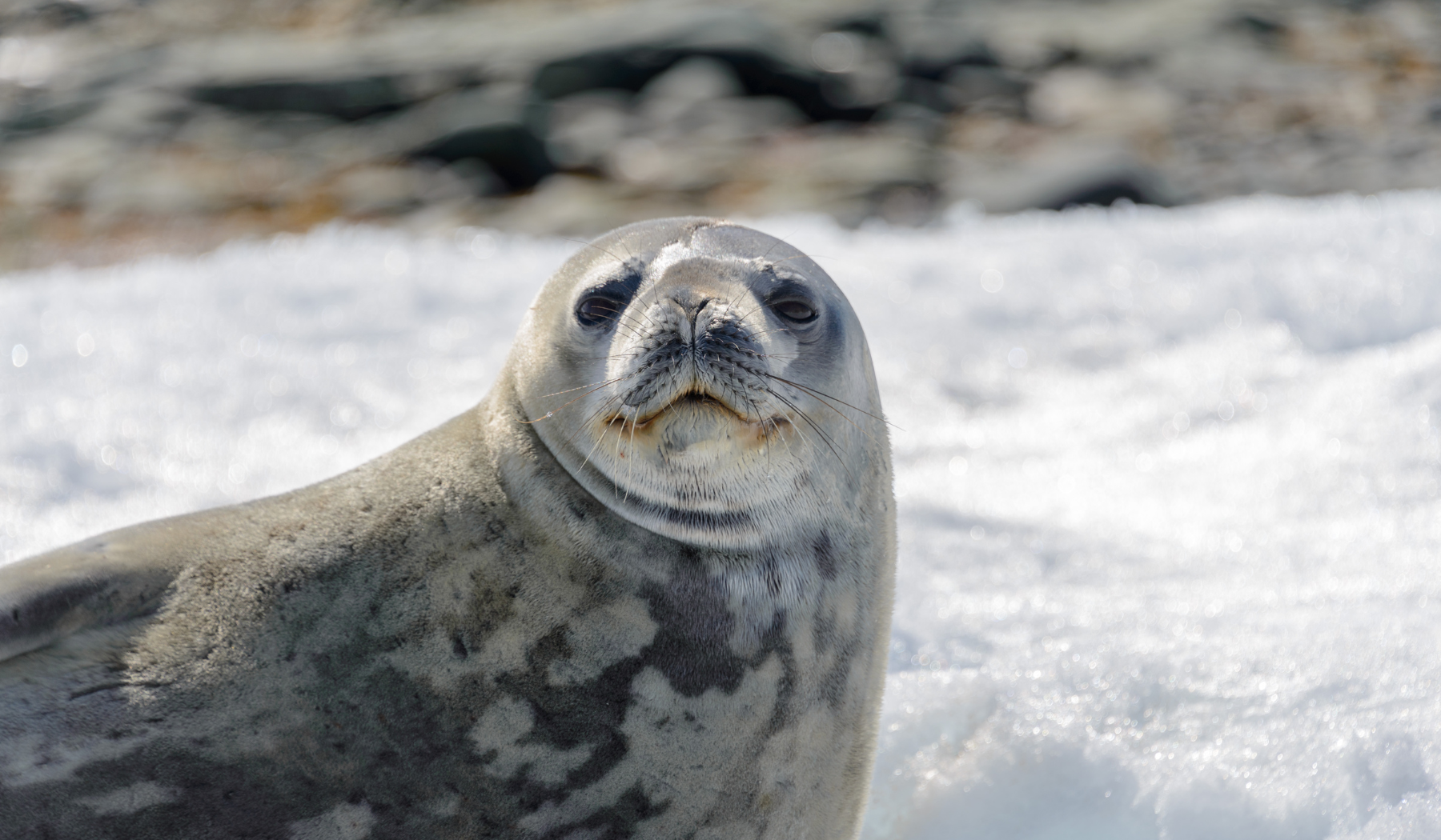 Leopard seal