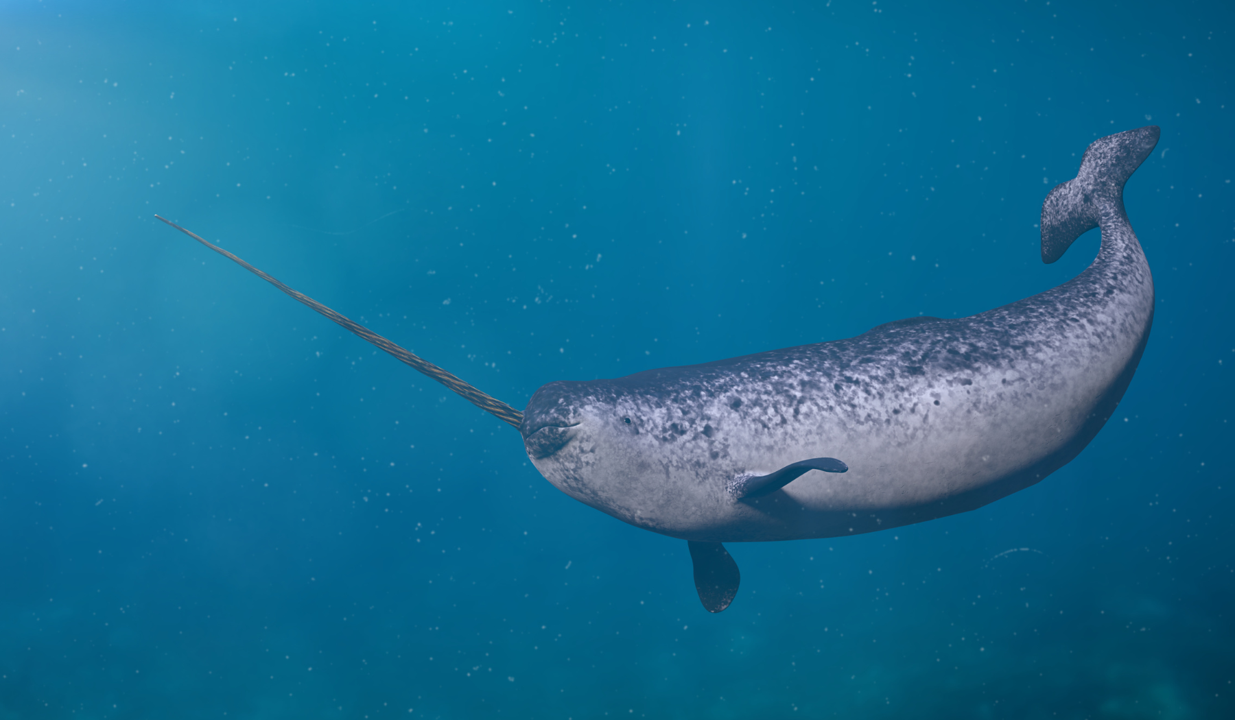 Whales in the Arctic and Antarctica Whales in the Arctic and Antarctica