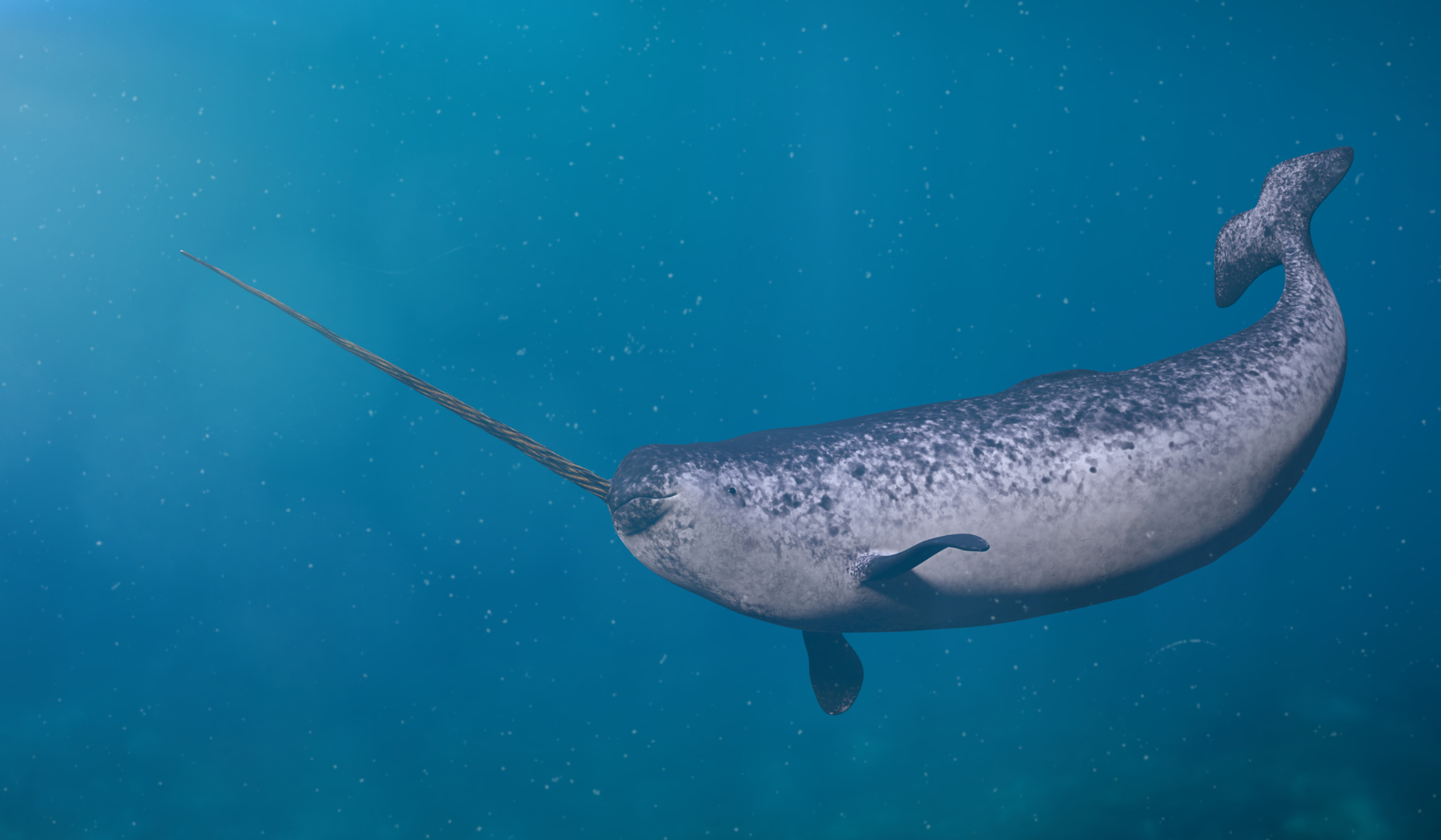 Narwhal