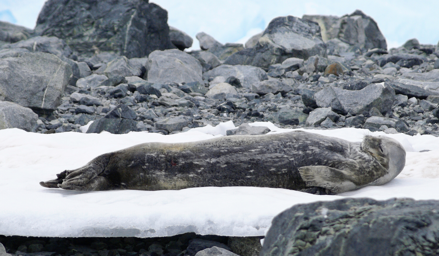 Fun facts about seals on P.E.I.: Amazing, intelligent and beautiful