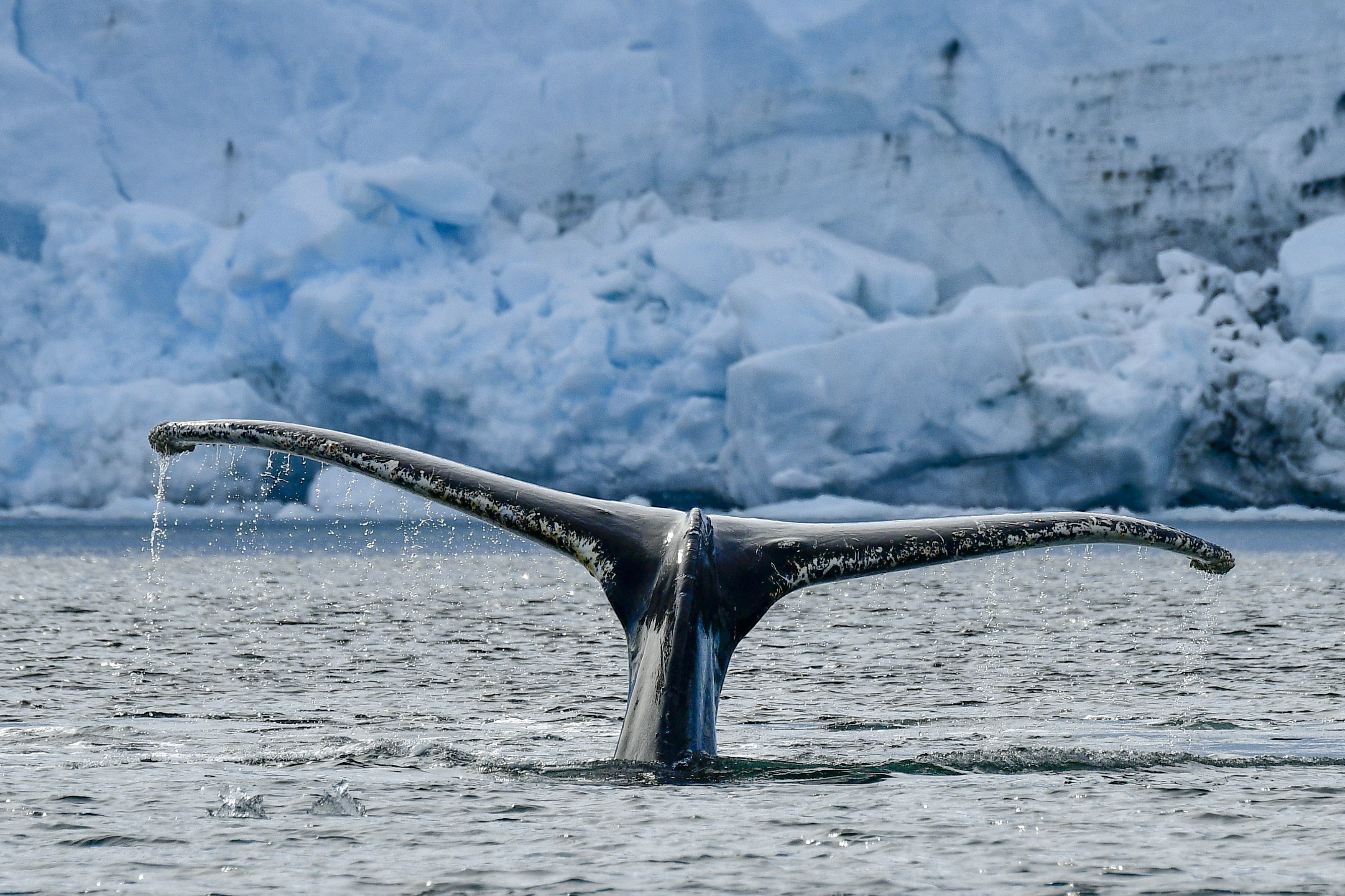 Peltier-Channel_February_Polar_Latitudes