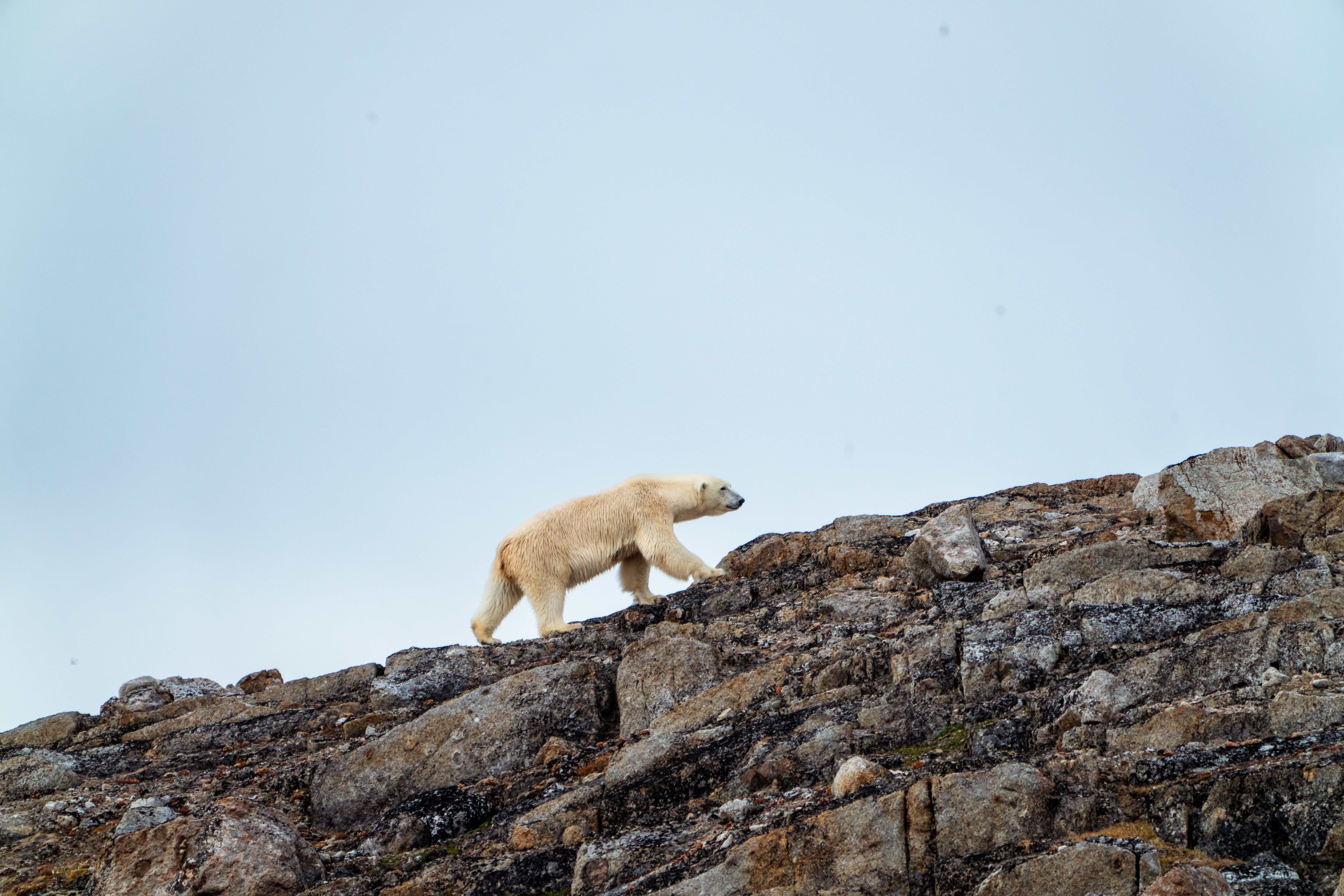 Polar Bears, Ytre Norskoya, Svalbard, Tyson Mayr
