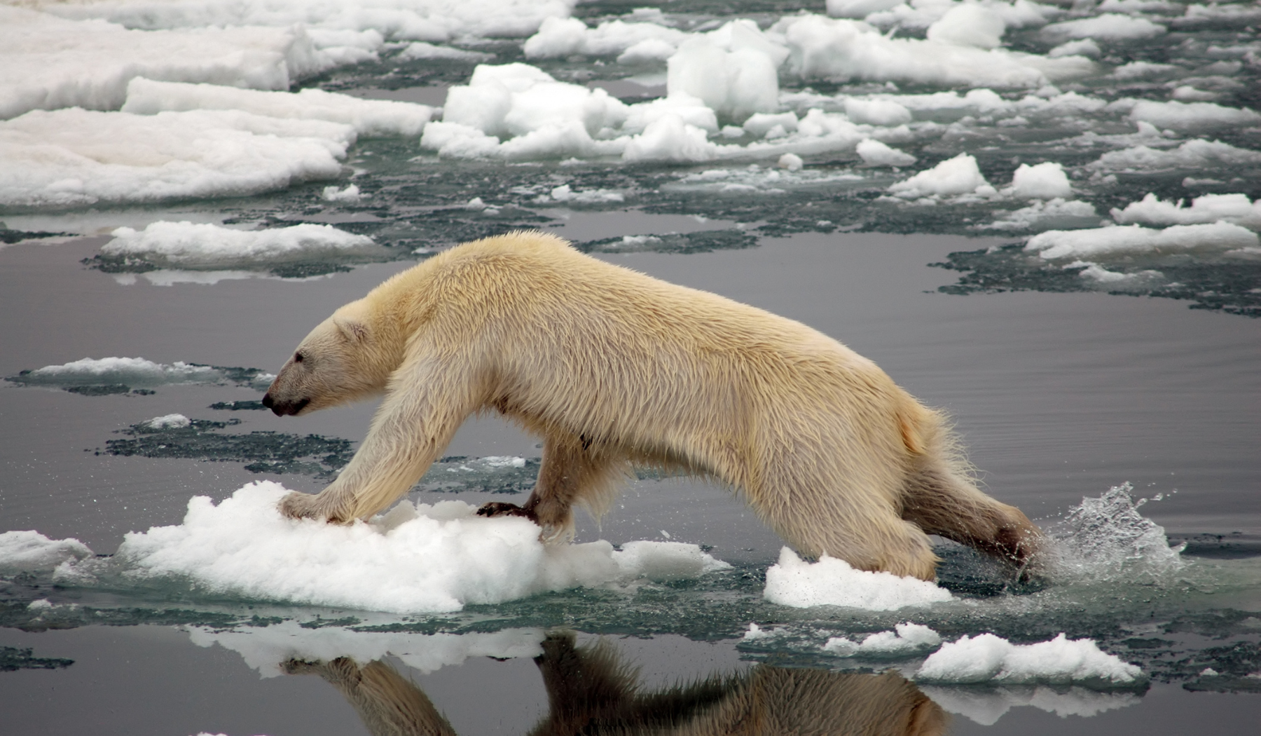 Polar bear