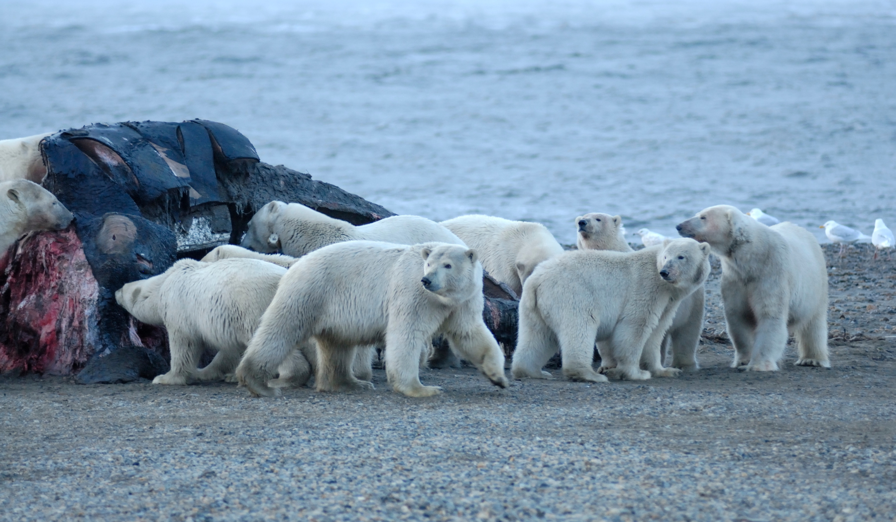 Polar bears (2)