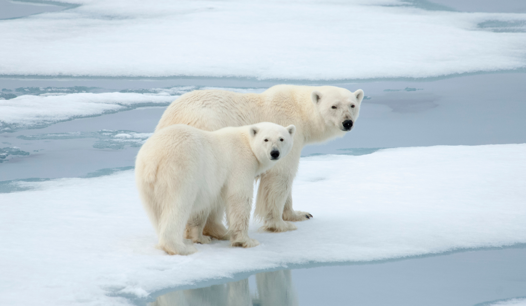 Polar bears