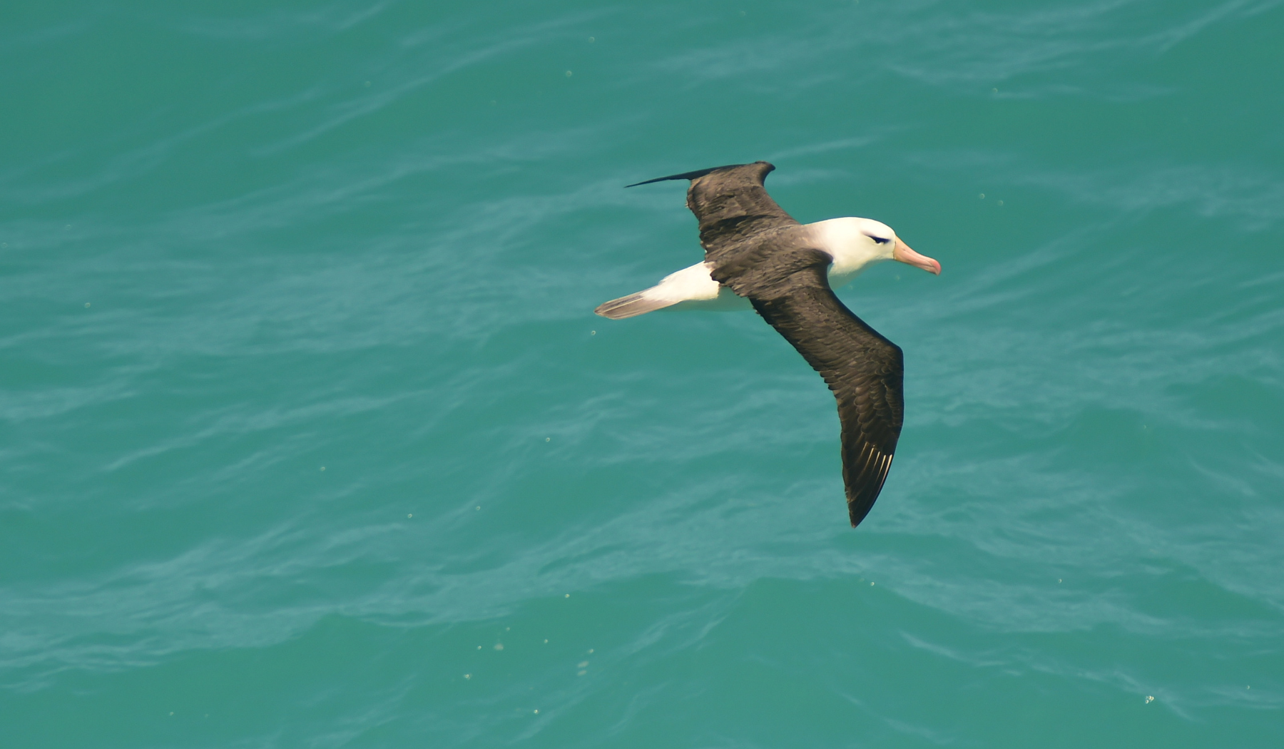 Wandering albatross