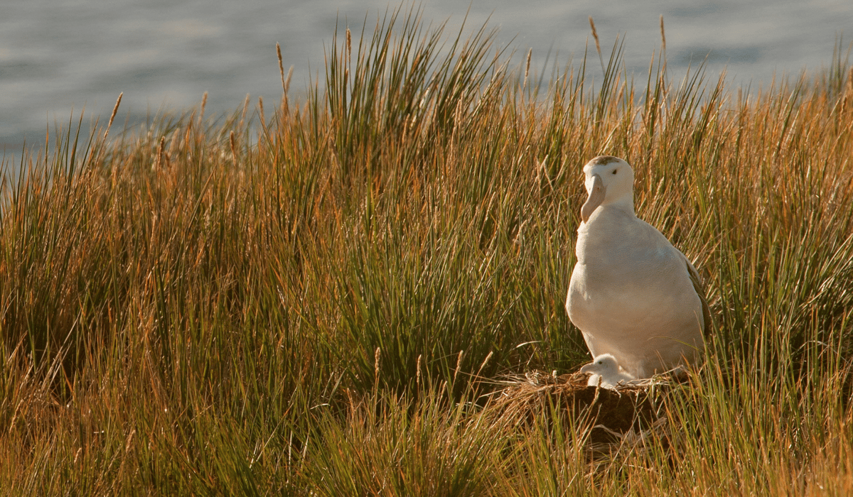 abatross chick