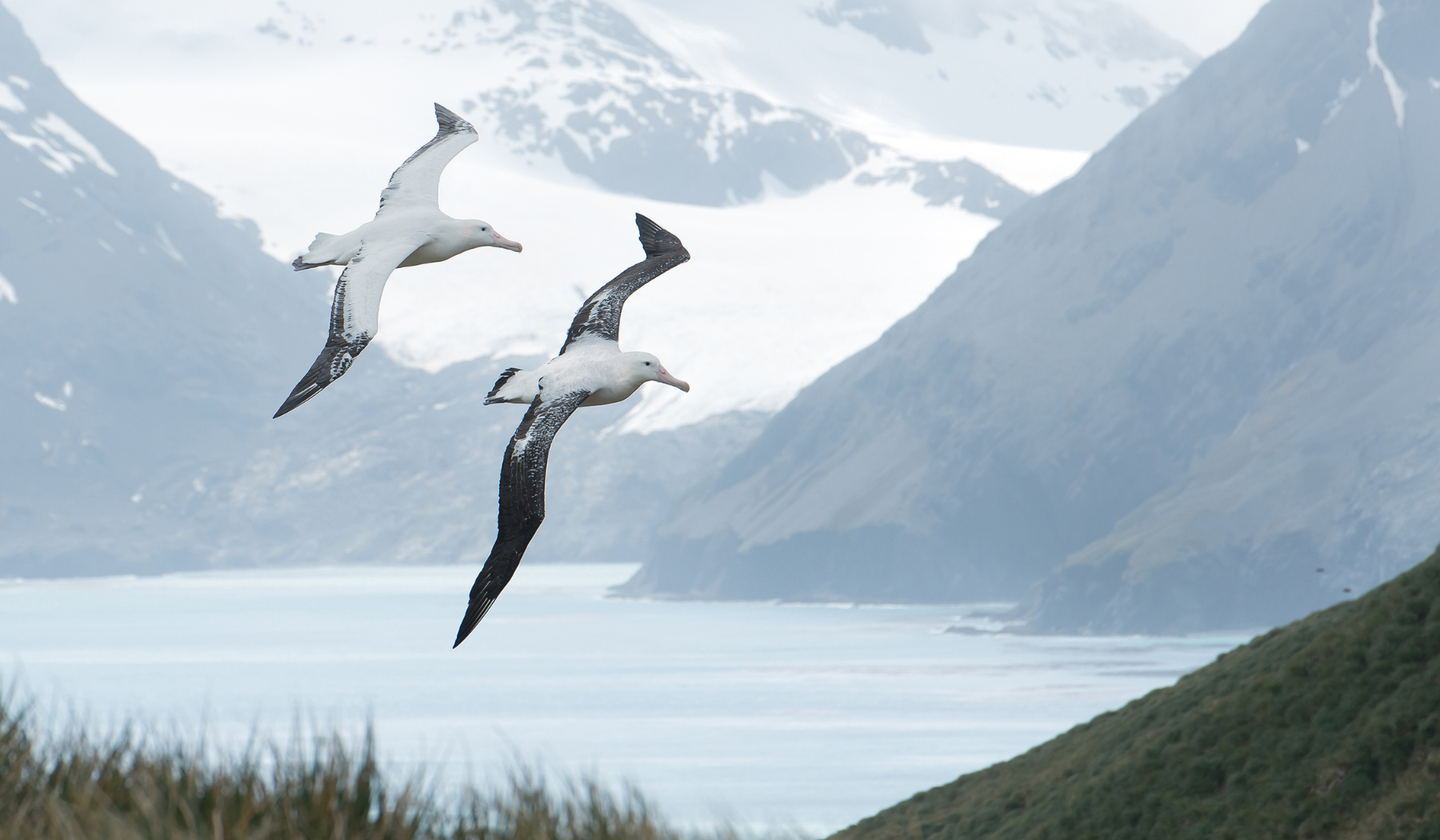 albatross pair