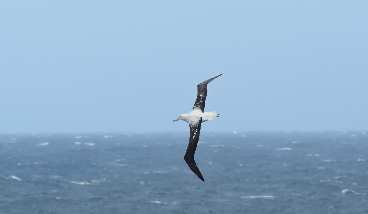 albatross wingspan