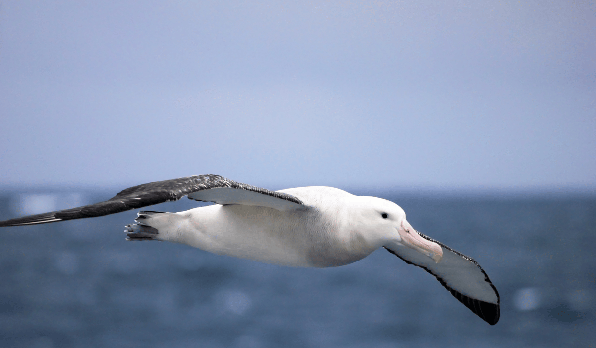 albatross