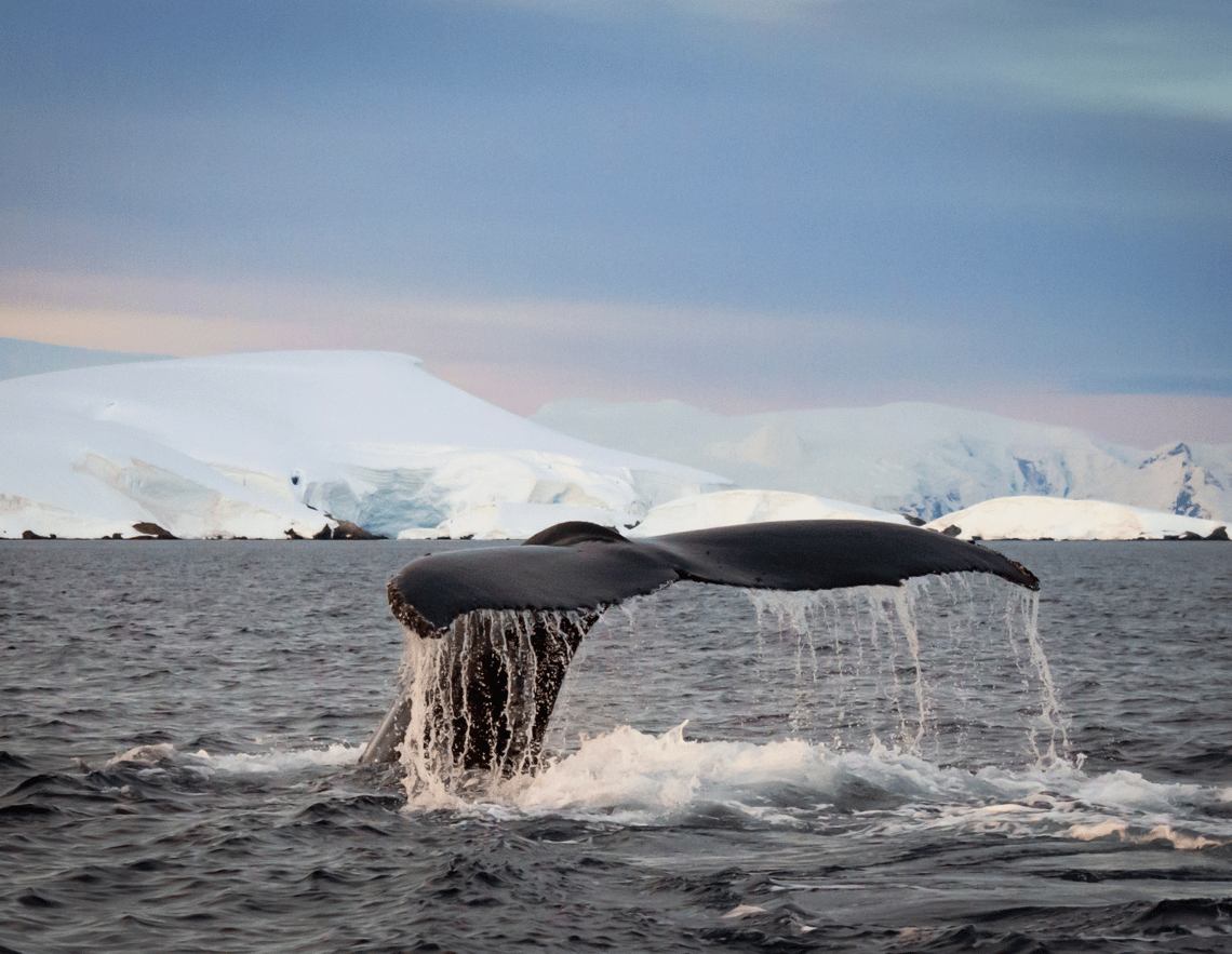 antarctica (3)-png