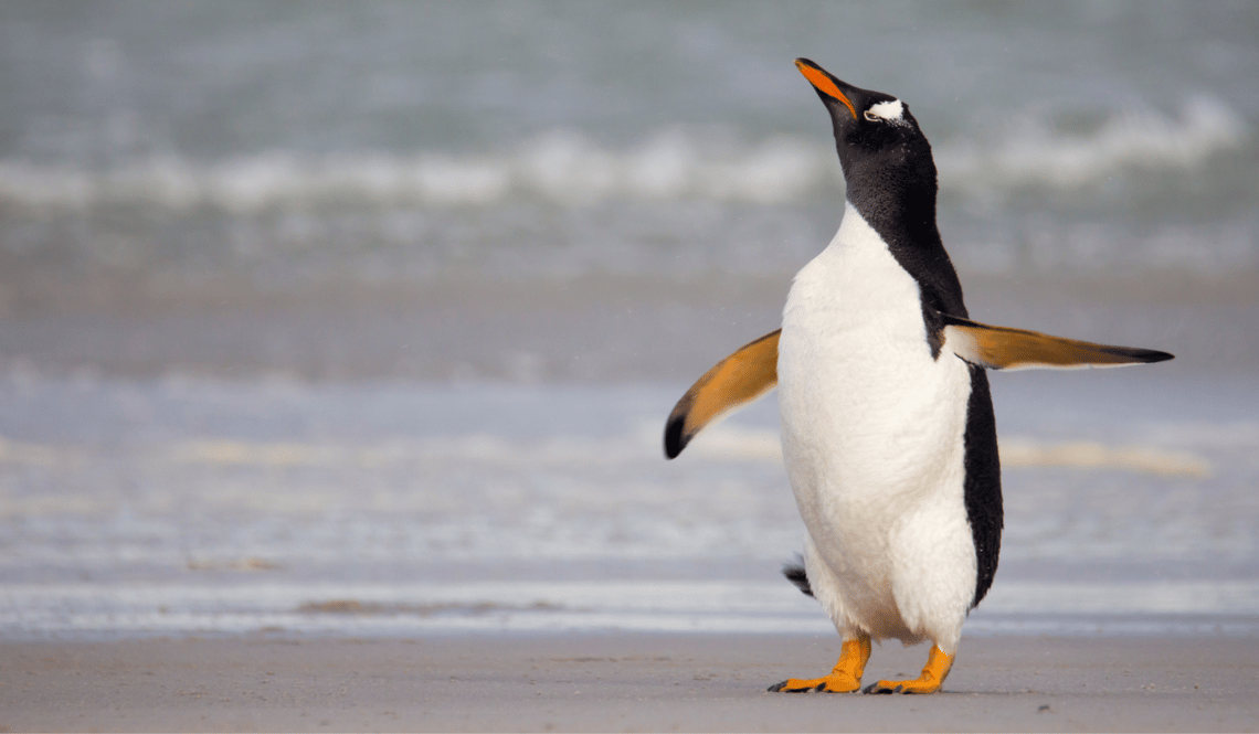 gentoo penguin