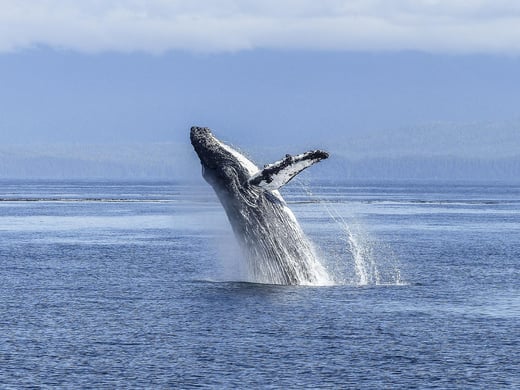 humpback-whale-gda2e8248f_1920