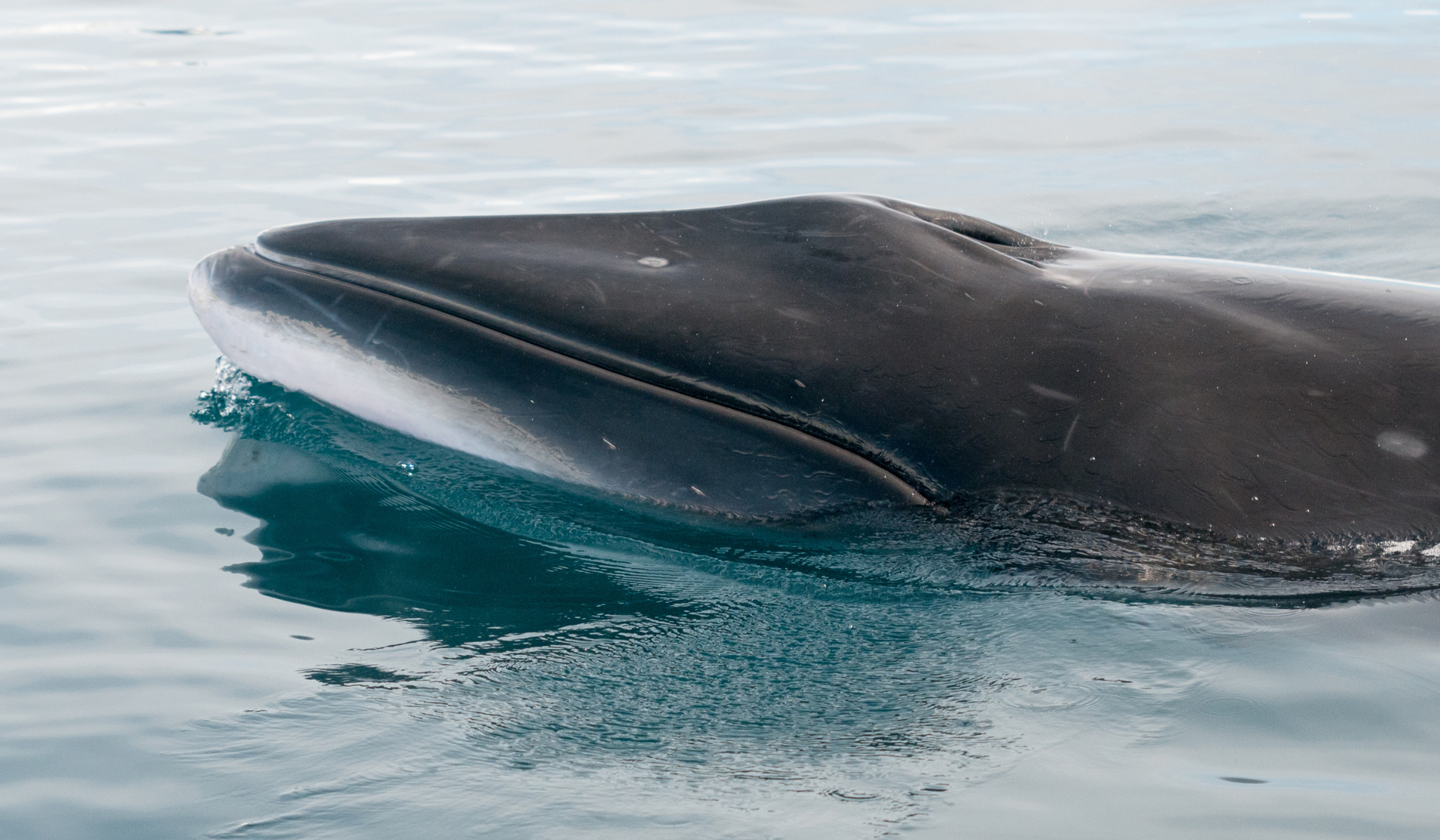 minke whale