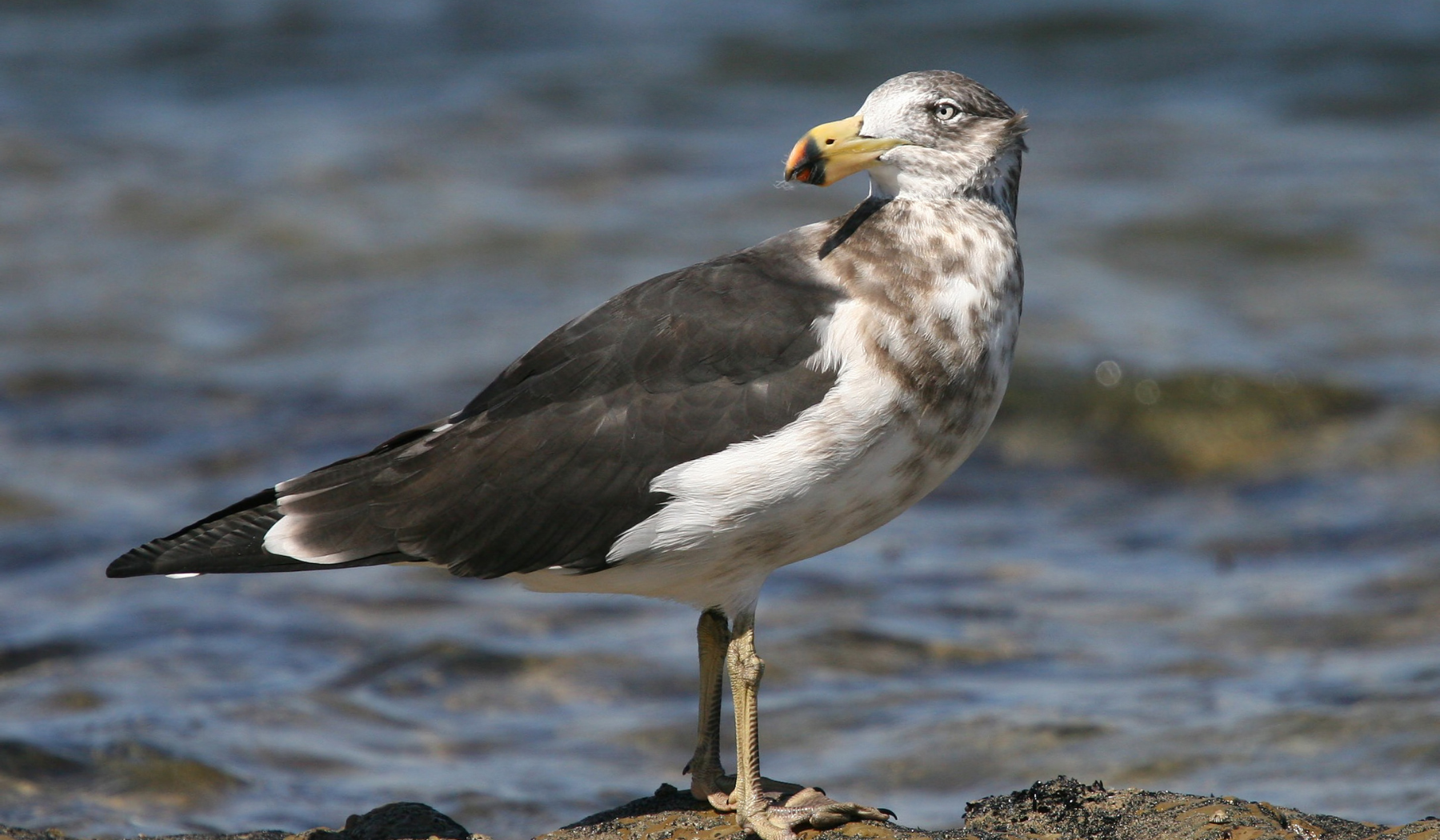 pomarine jaeger