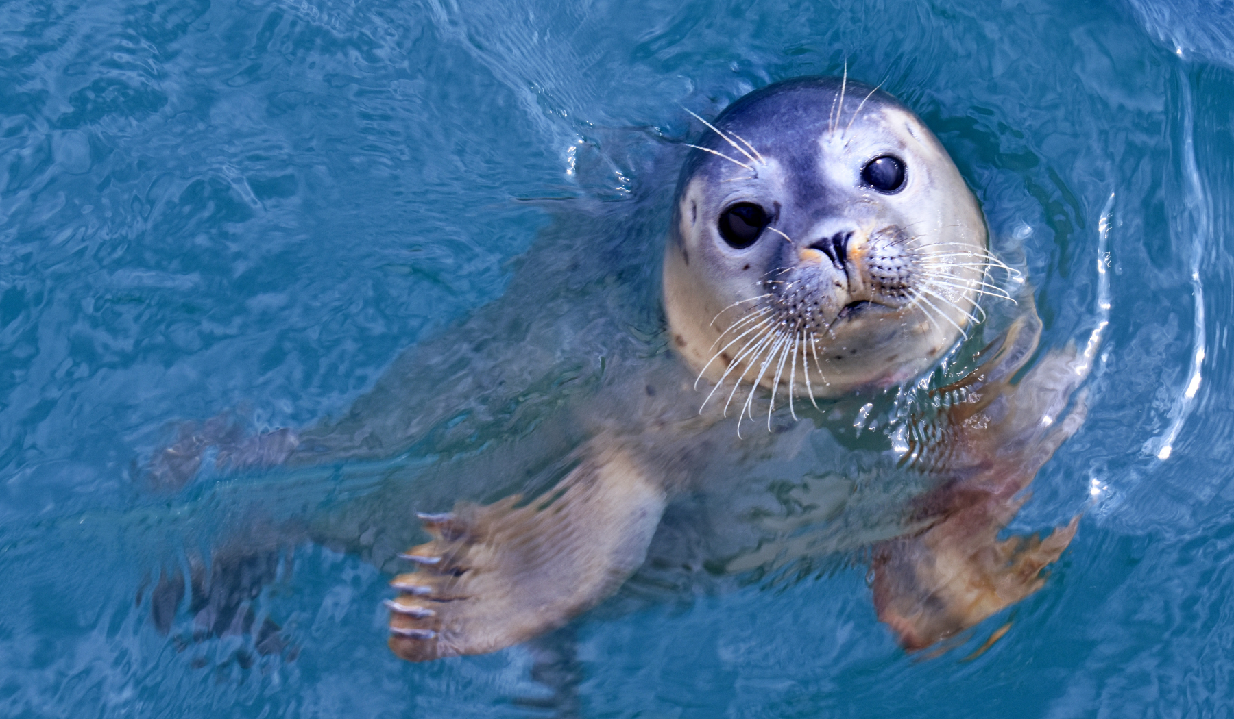 Fun facts about seals on P.E.I.: Amazing, intelligent and beautiful